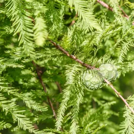 Bald Cypress Tree