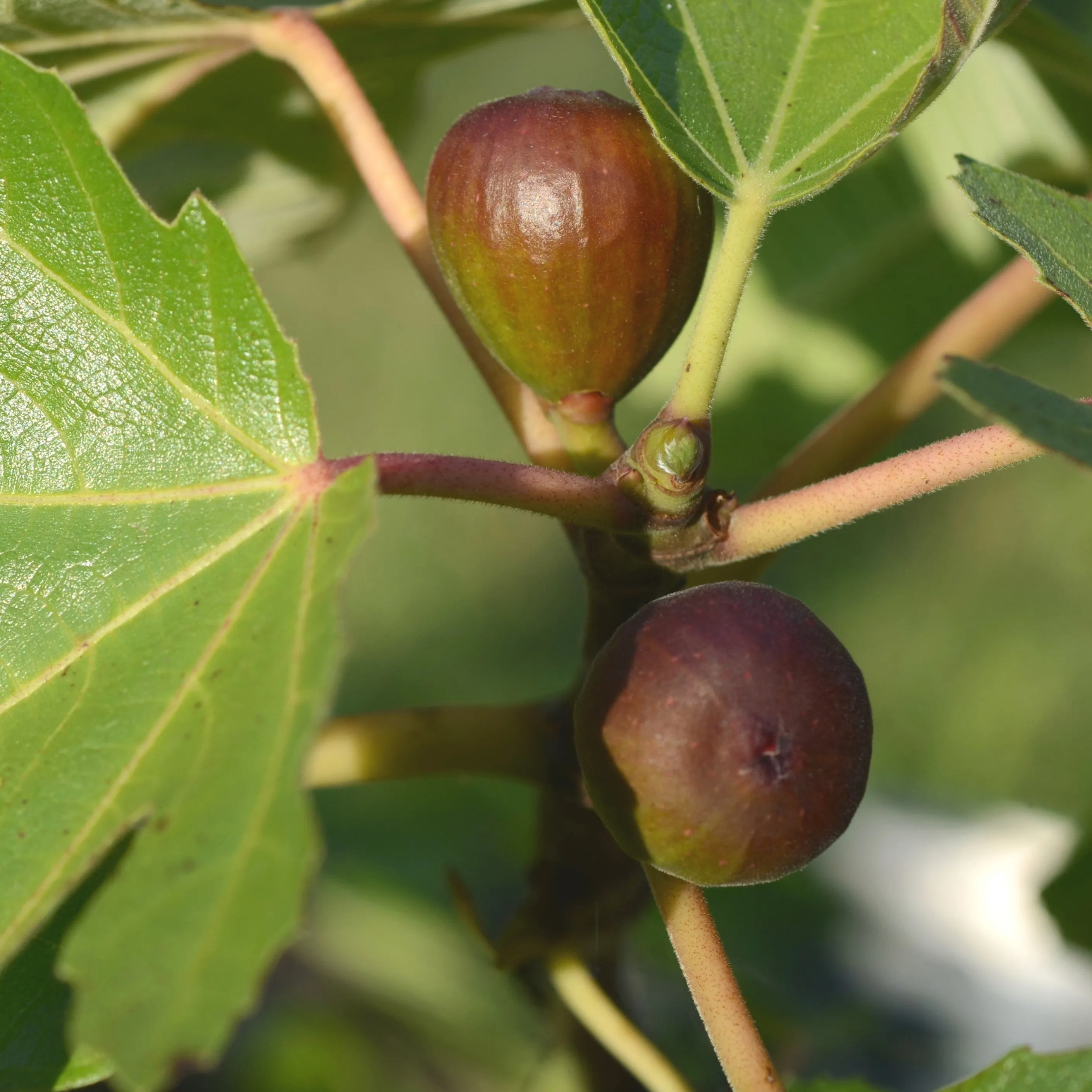 Beers Black Fig Tree