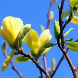 Butterflies Magnolia