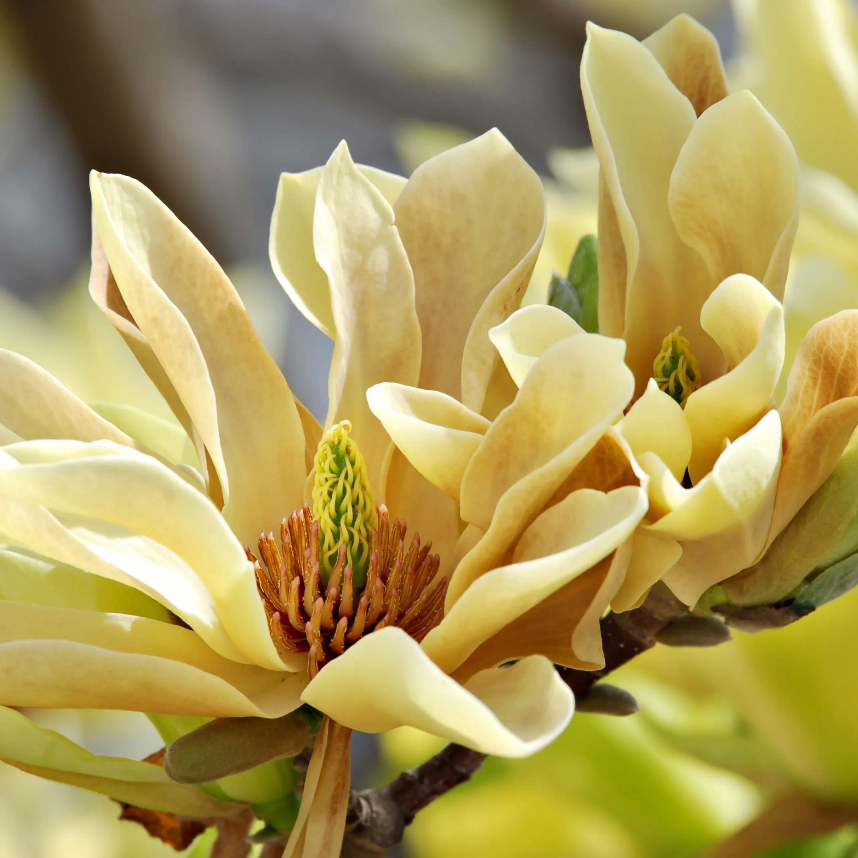 Butterflies Magnolia