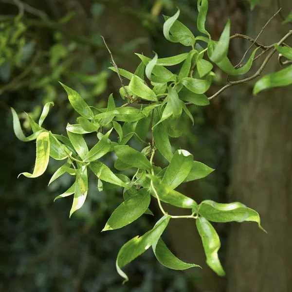 Chinese Corkscrew Willow Tree