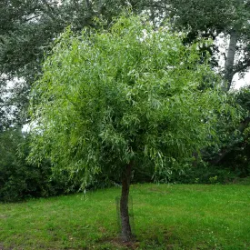 Chinese Corkscrew Willow Tree