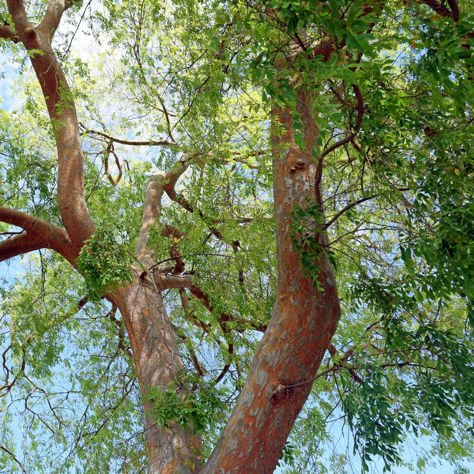 Chinese Elm Tree