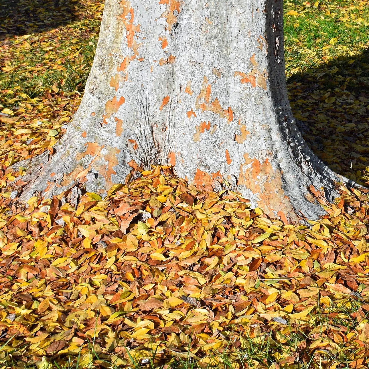 Chinese Elm Tree