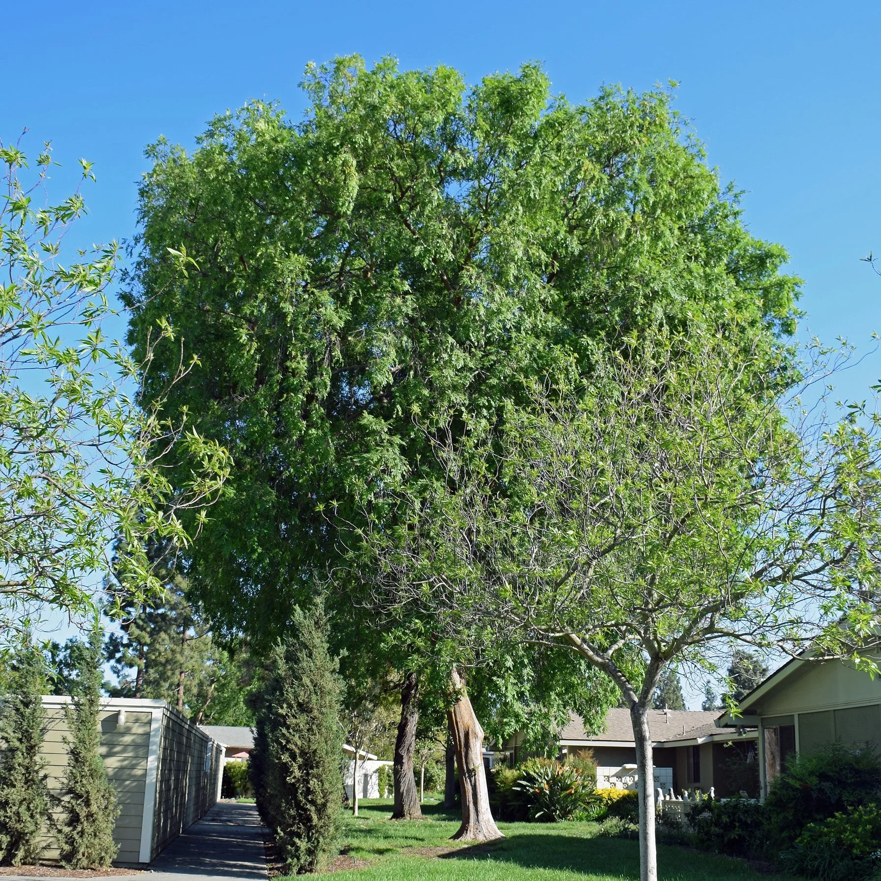 Chinese Elm Tree