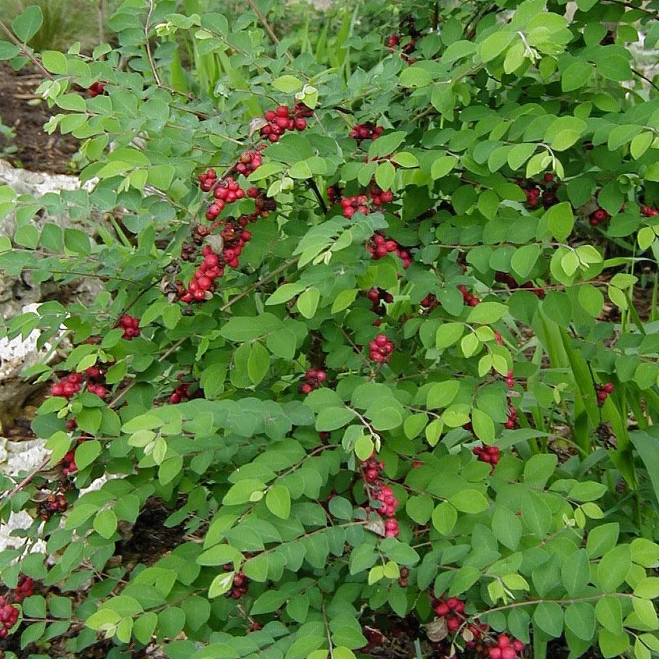 Coralberry Shrub