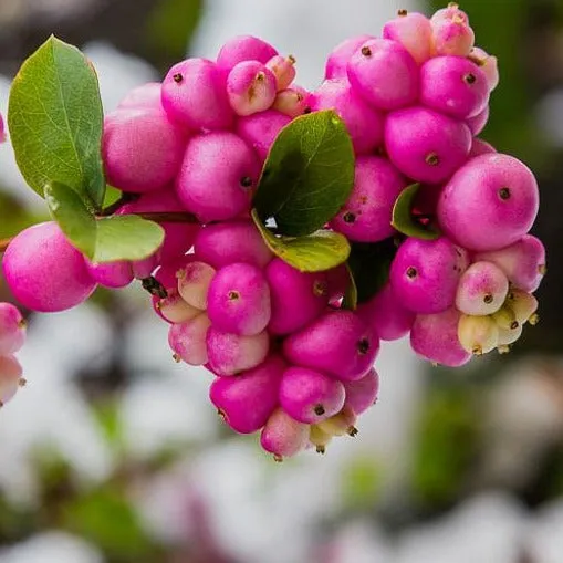 Coralberry Shrub