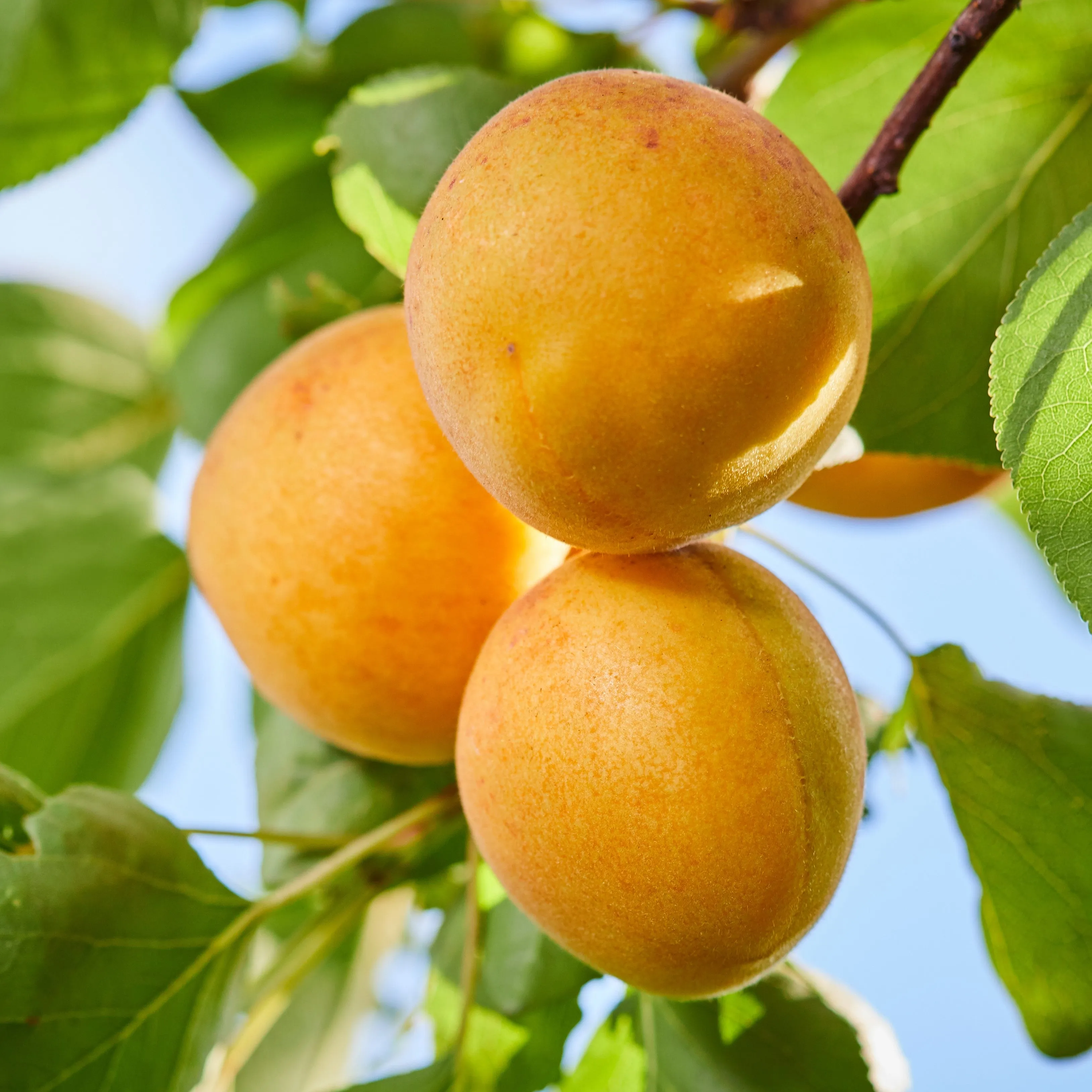 Early Golden Apricot Tree