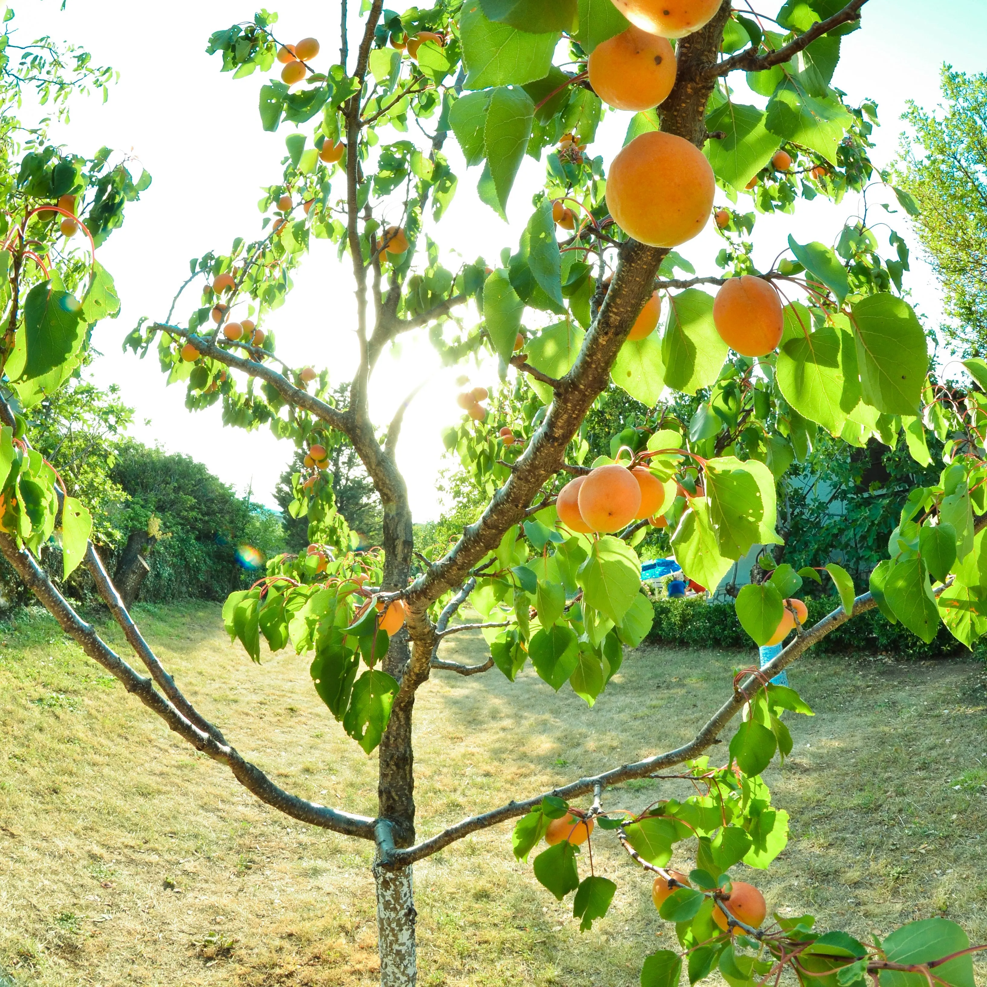 Early Golden Apricot Tree