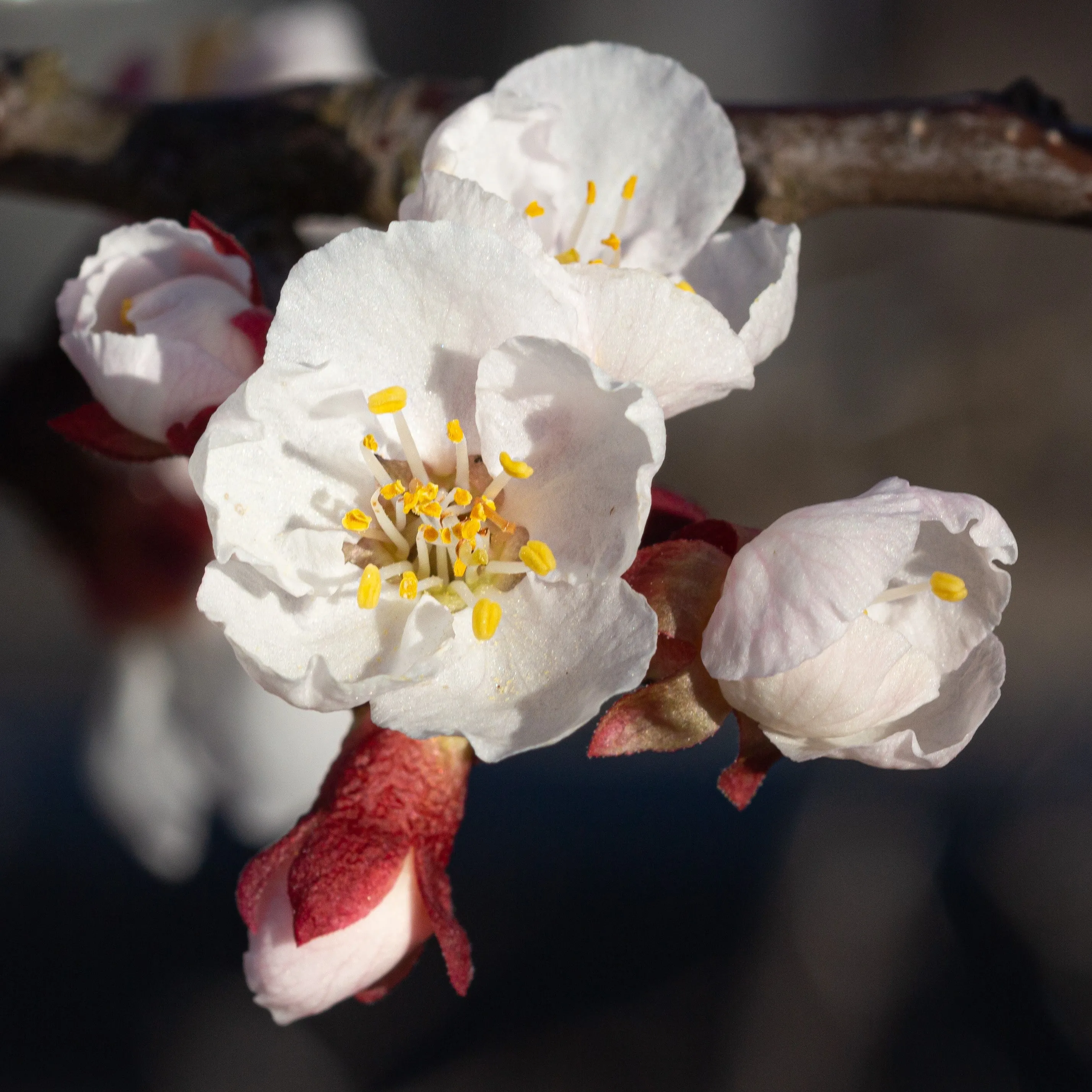 Early Golden Apricot Tree