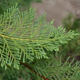 Emerald Isle Leyland Cypress