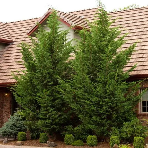 Emerald Isle Leyland Cypress