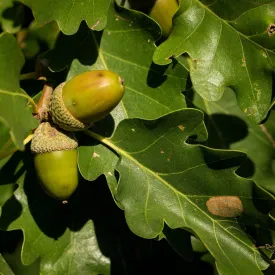 English Oak Tree