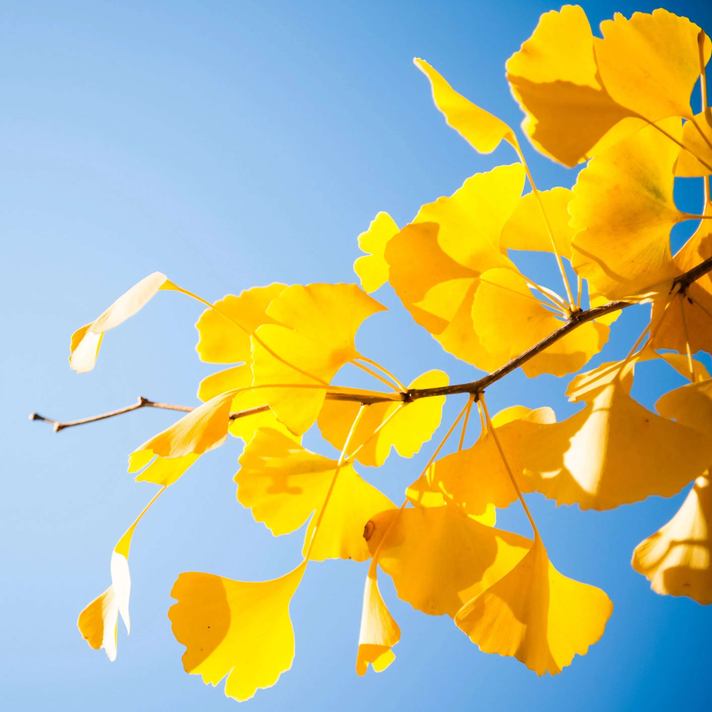 Ginkgo Biloba Tree