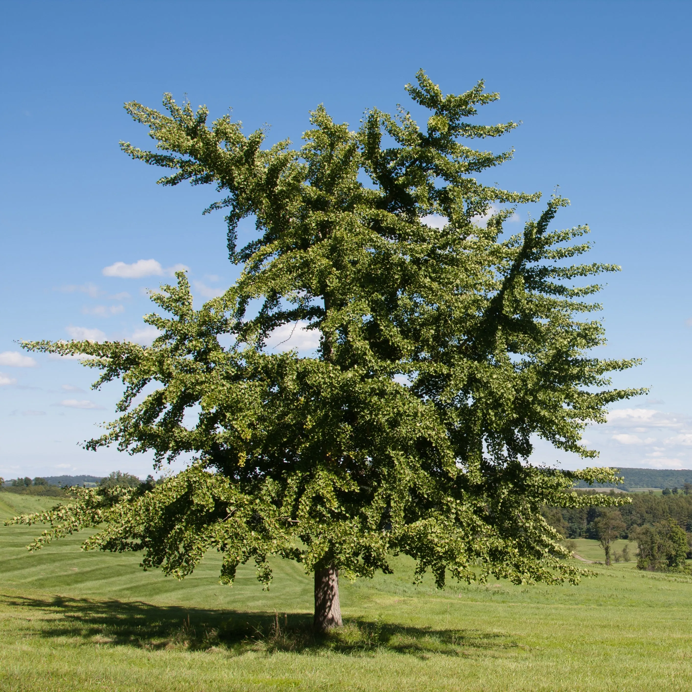 Ginkgo Biloba Tree