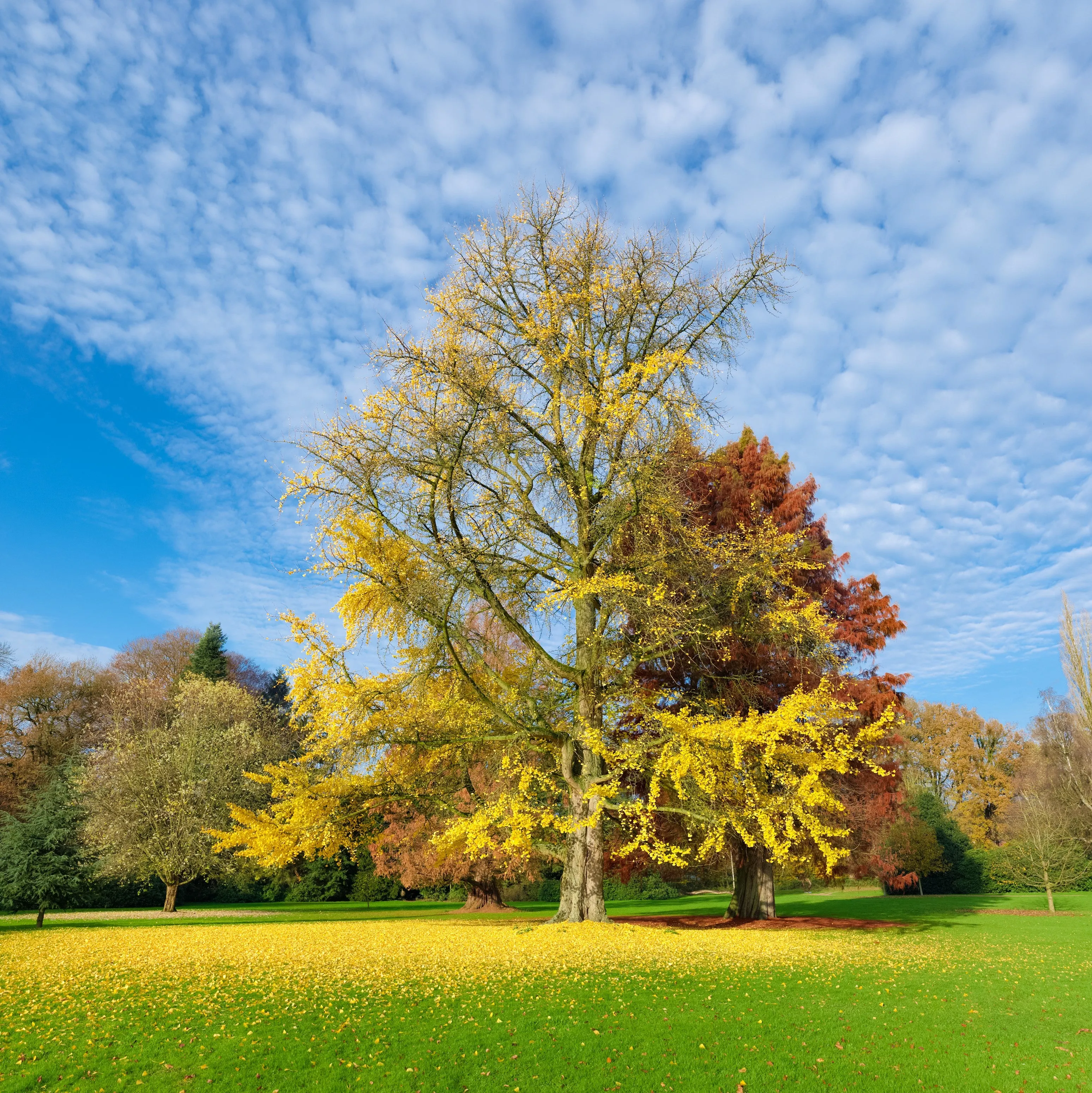 Ginkgo Biloba Tree