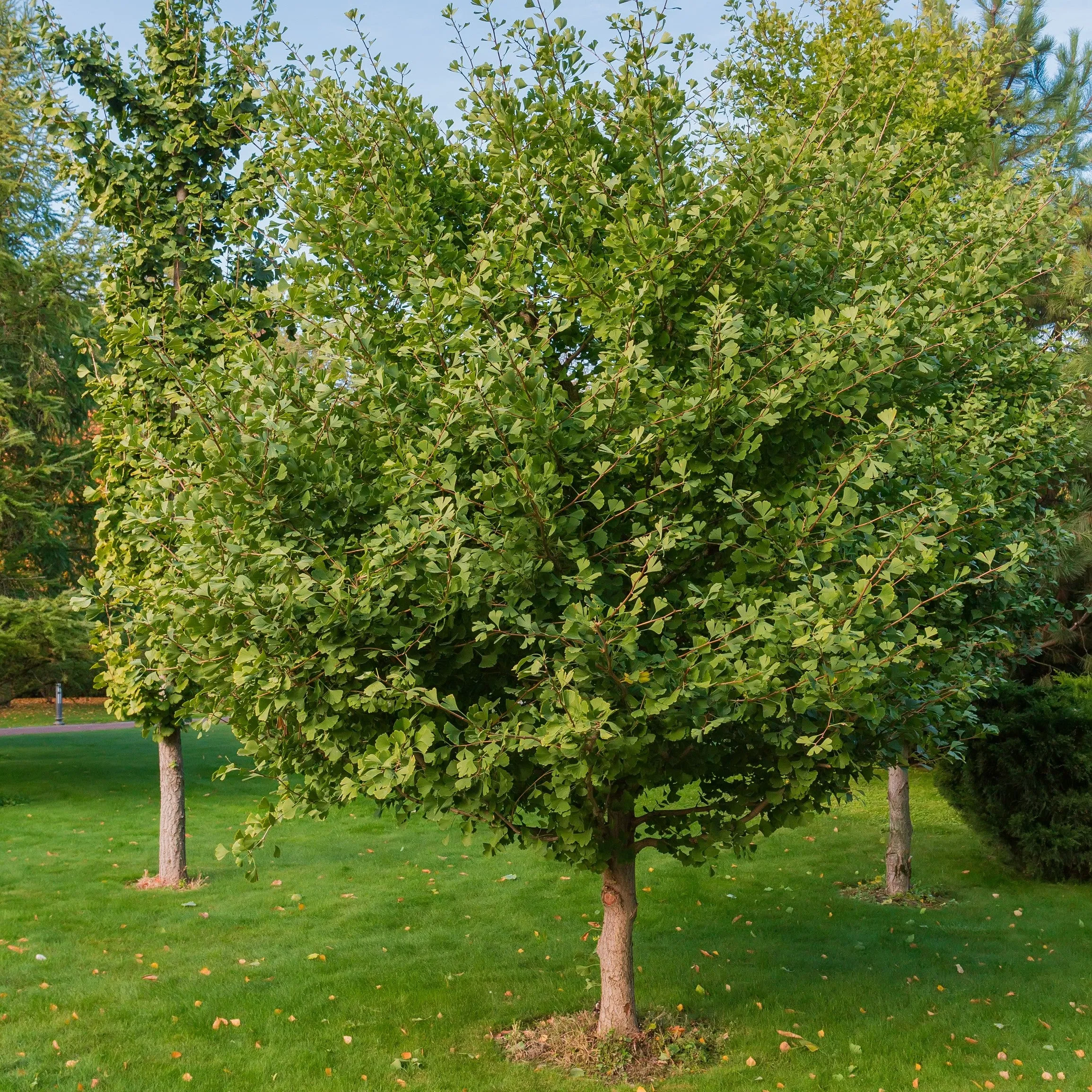 Ginkgo Biloba Tree