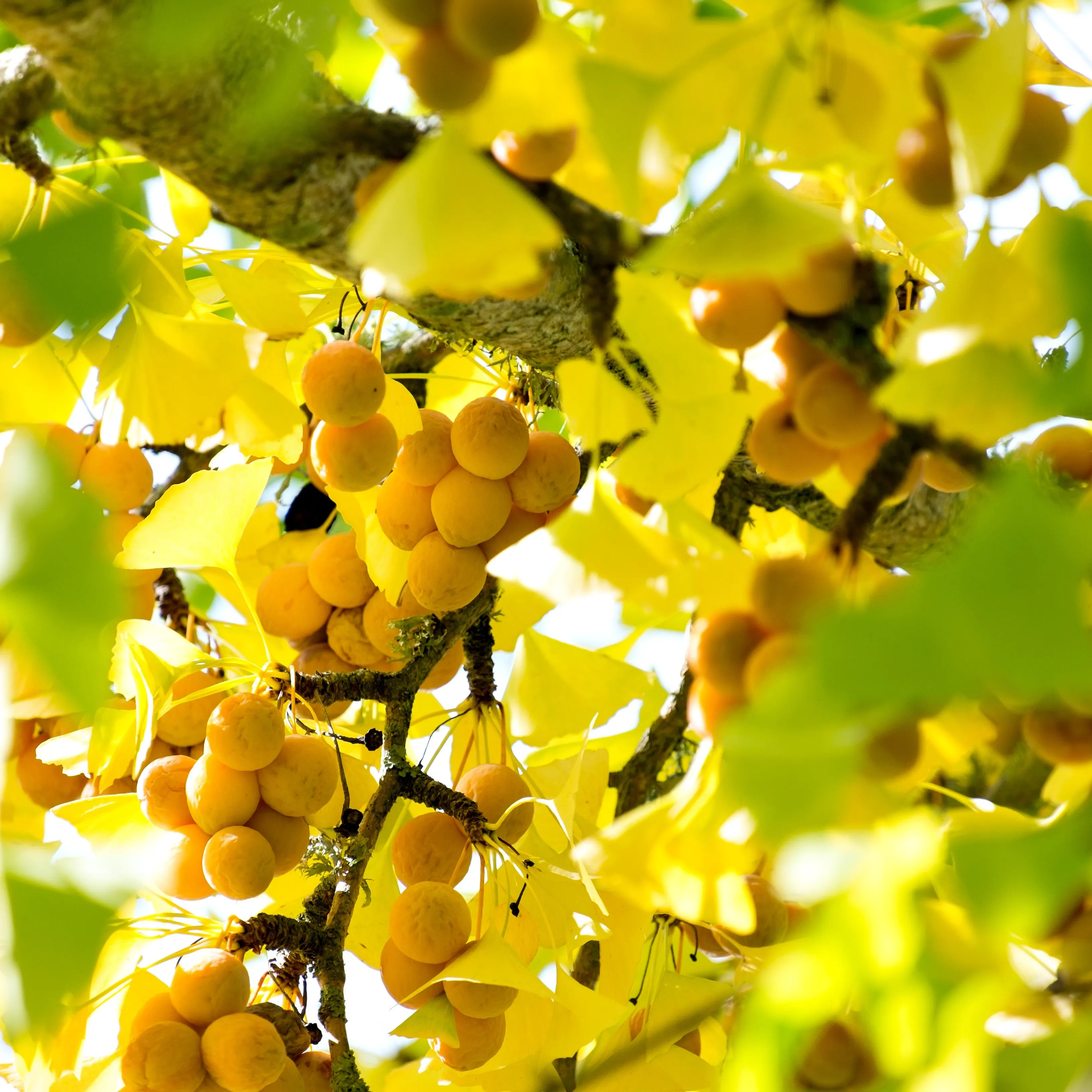 Ginkgo Biloba Tree