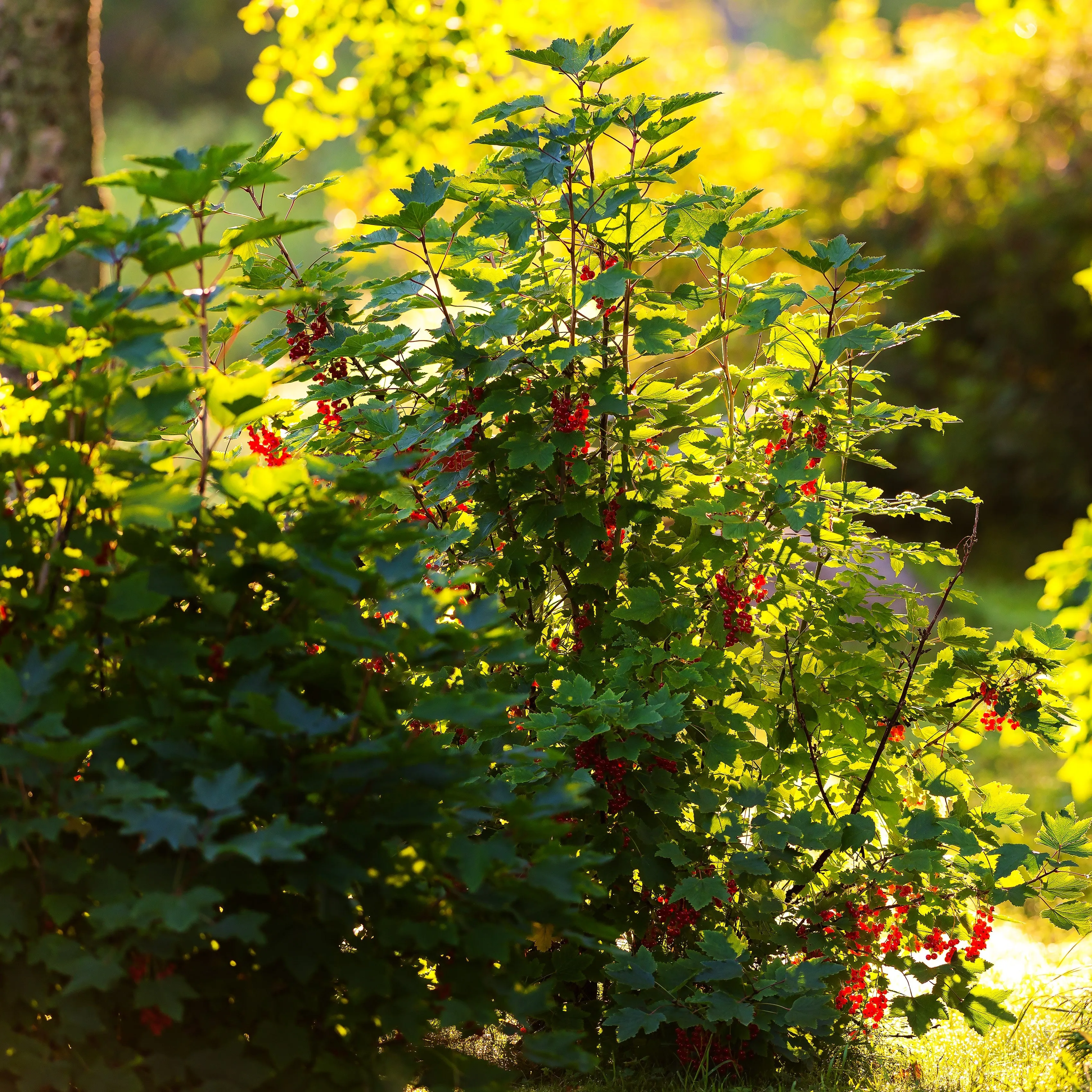 Jonkeer Van Tets Currant