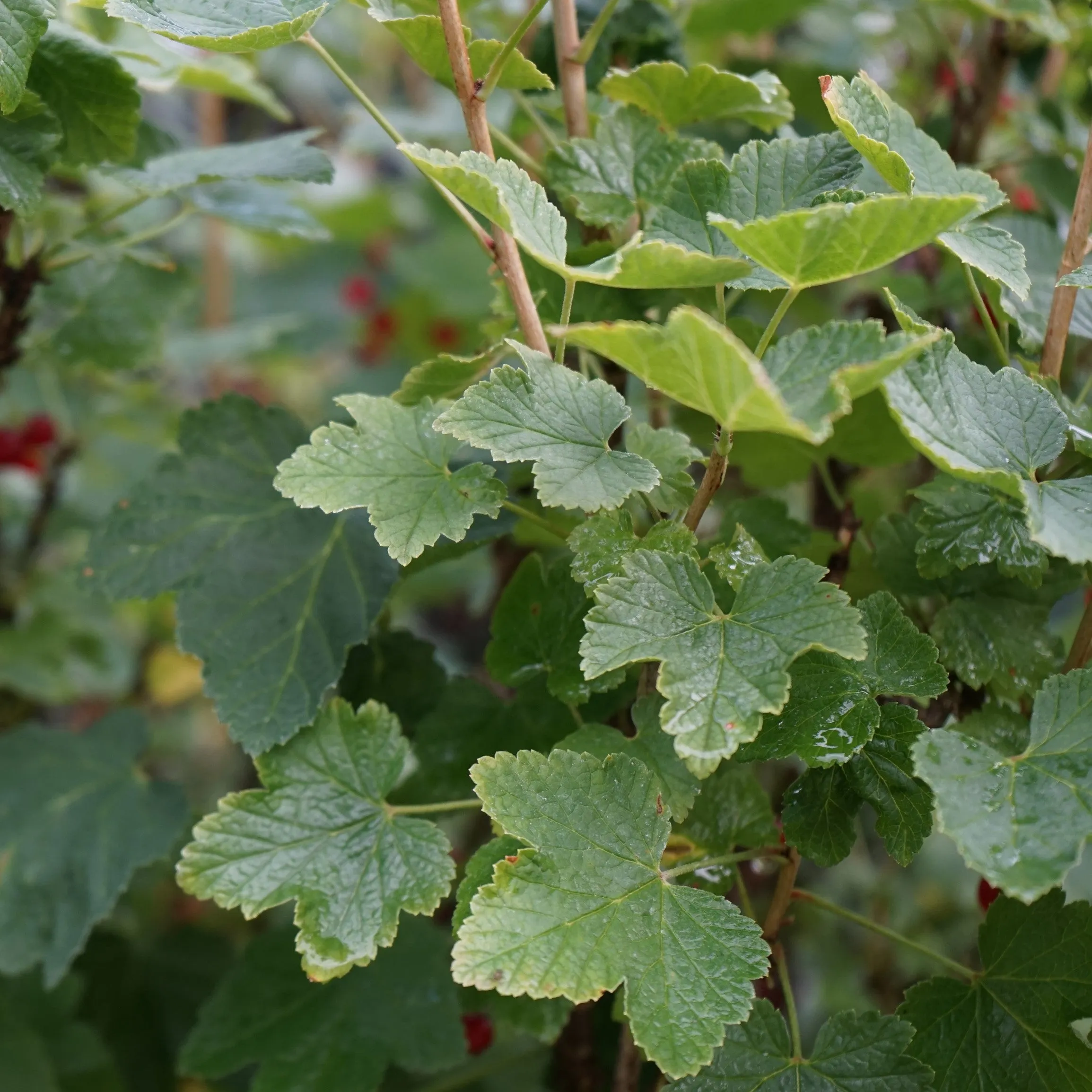 Jonkeer Van Tets Currant