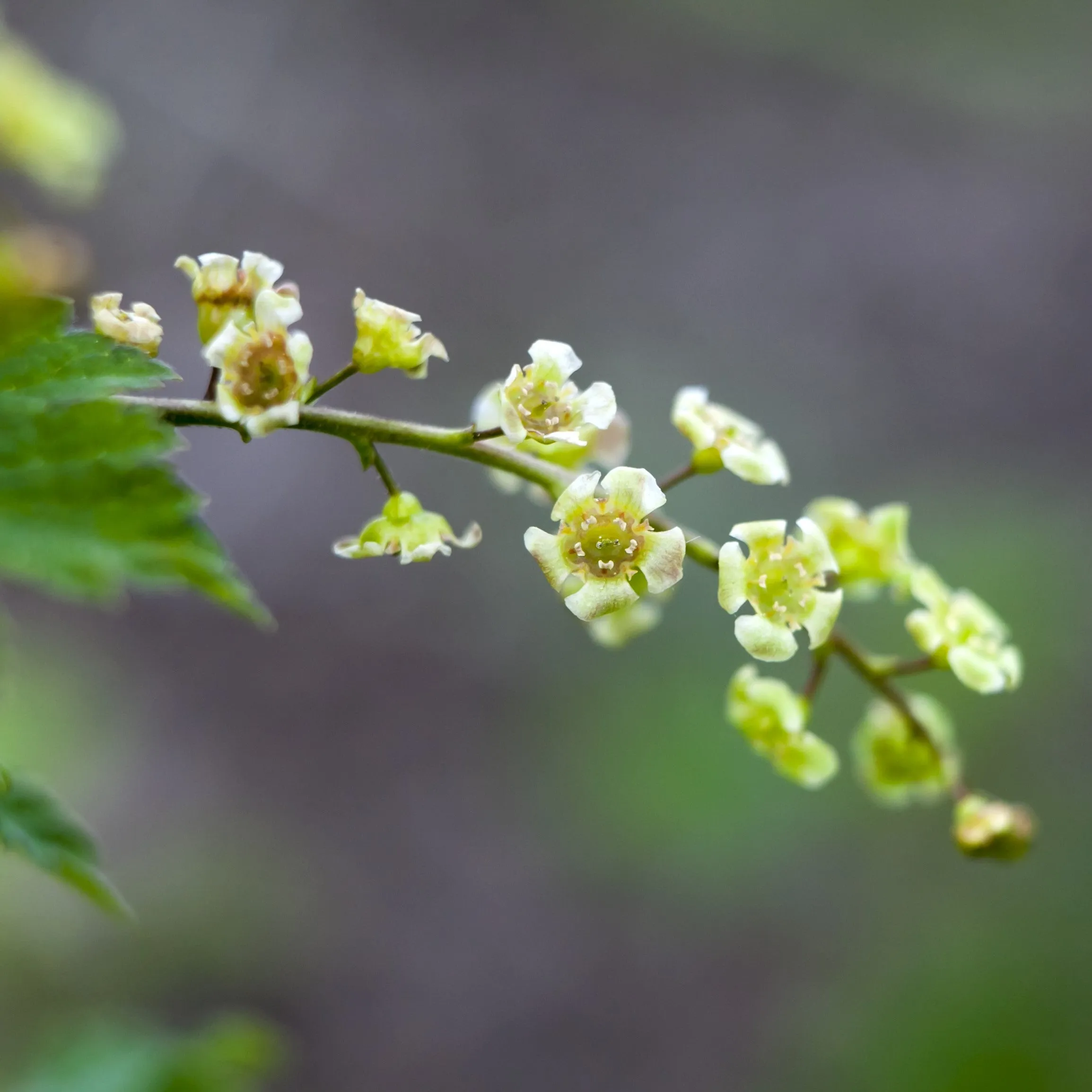 Jonkeer Van Tets Currant