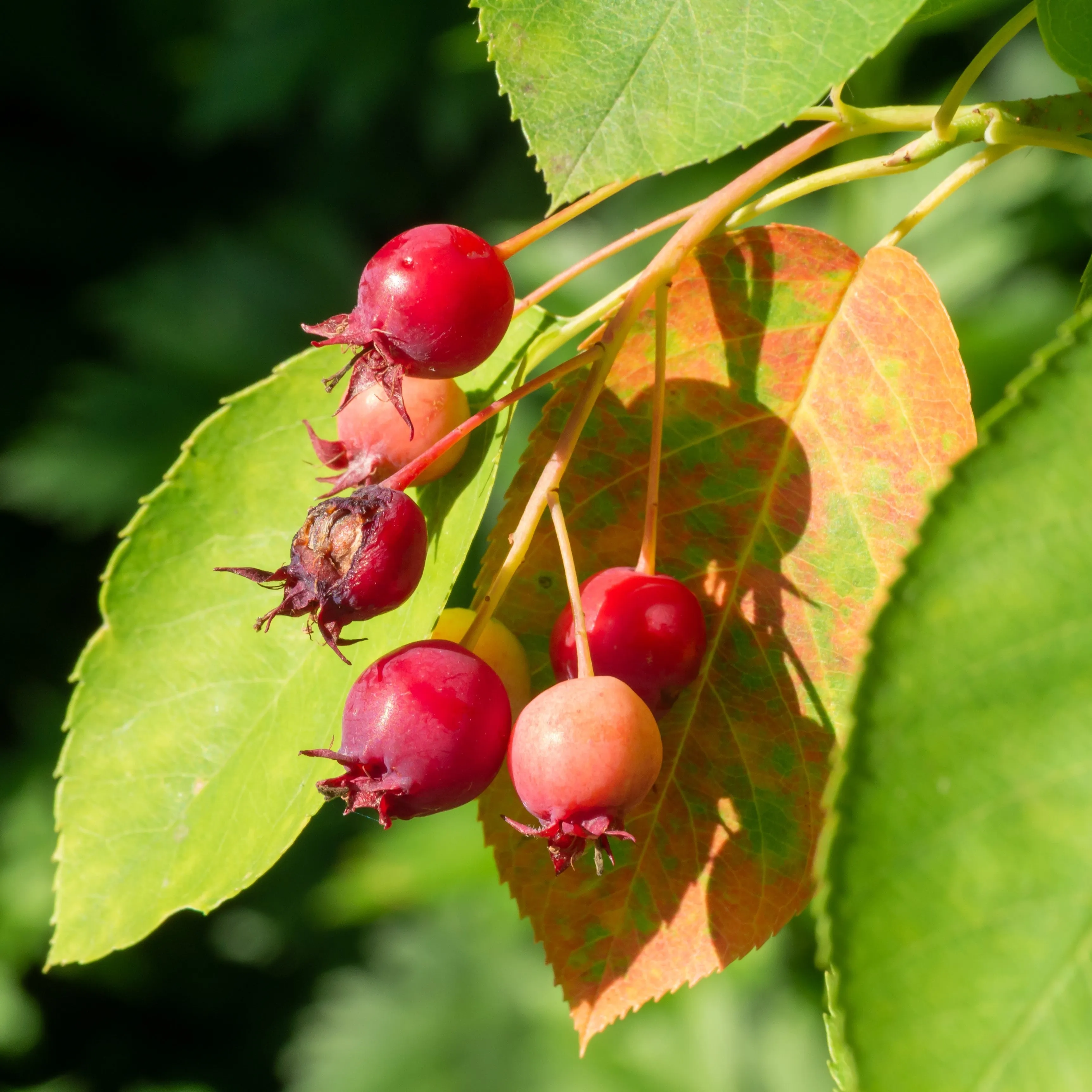 Juneberry Serviceberry