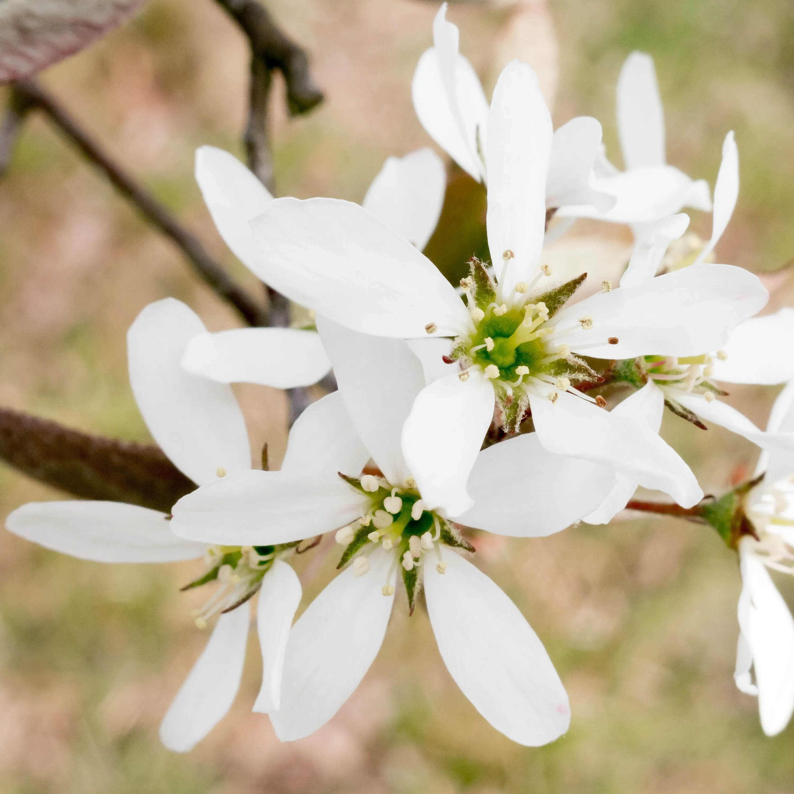 Juneberry Serviceberry