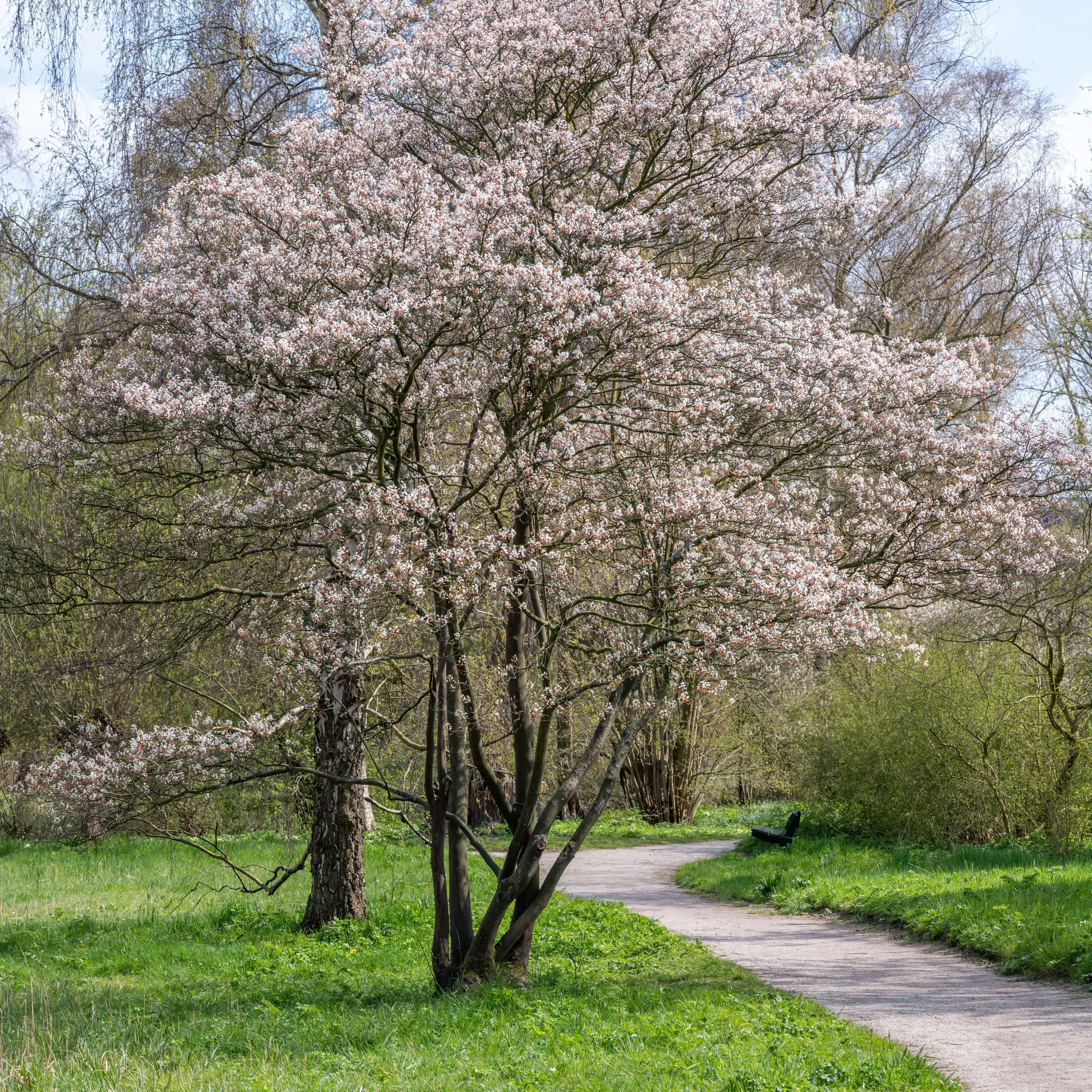 Juneberry Serviceberry