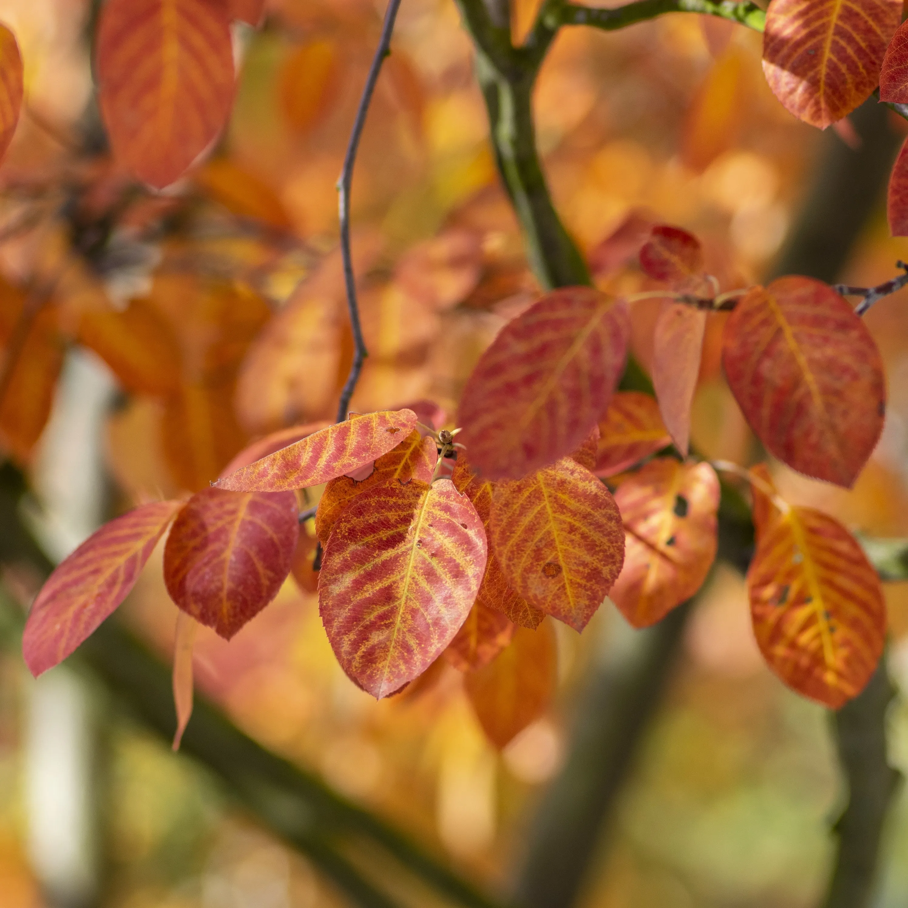 Juneberry Serviceberry