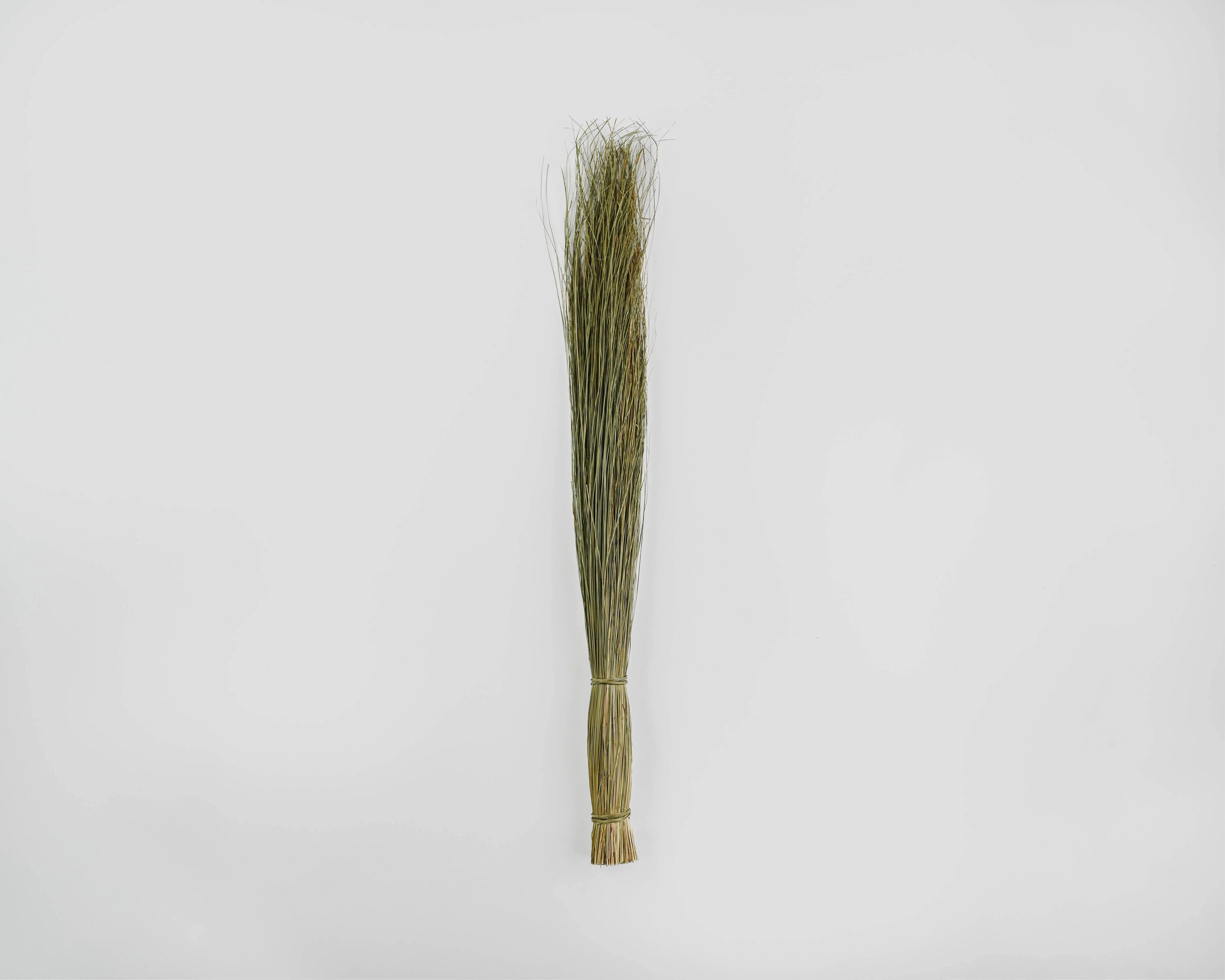 Meadow Grass - Meadowgrass, Meadows Grasses