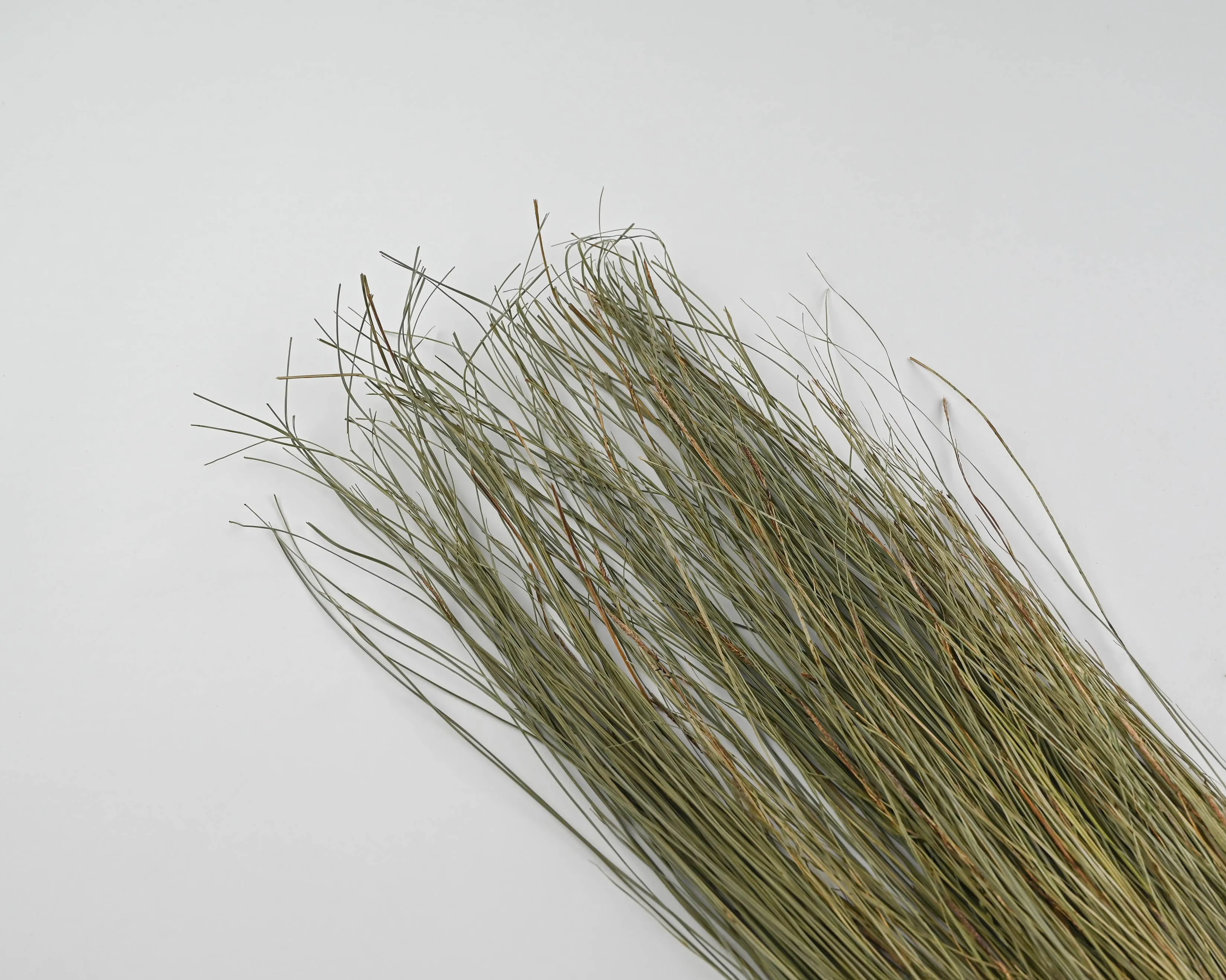 Meadow Grass - Meadowgrass, Meadows Grasses