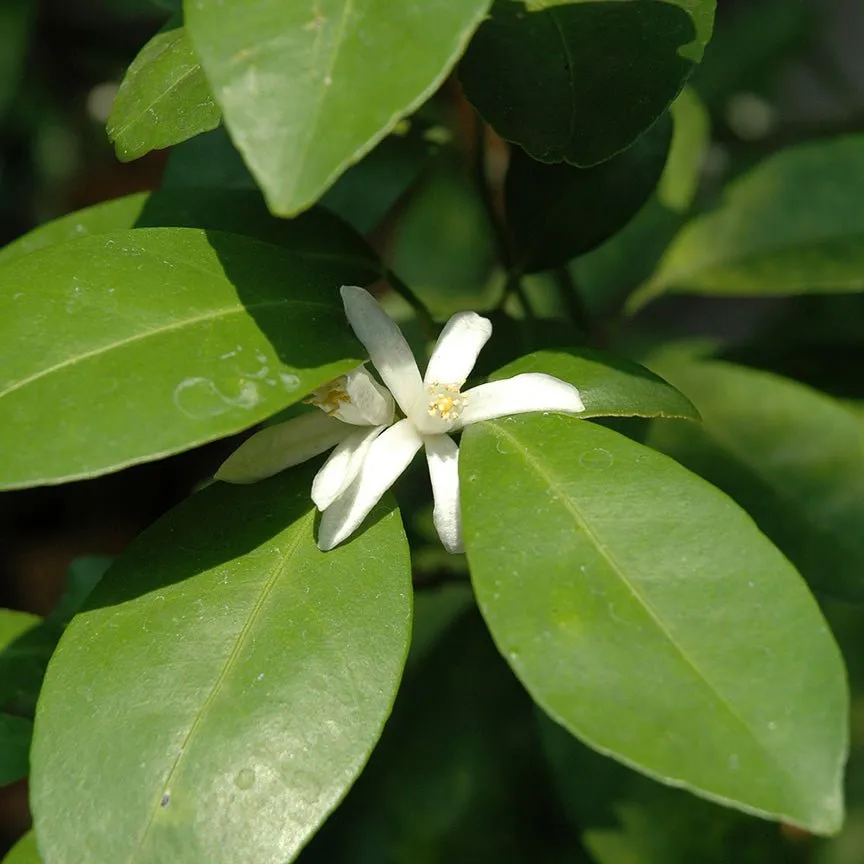 Neroli/Petitgrain Essential Oil