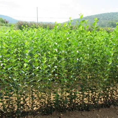 North Privet Hedge