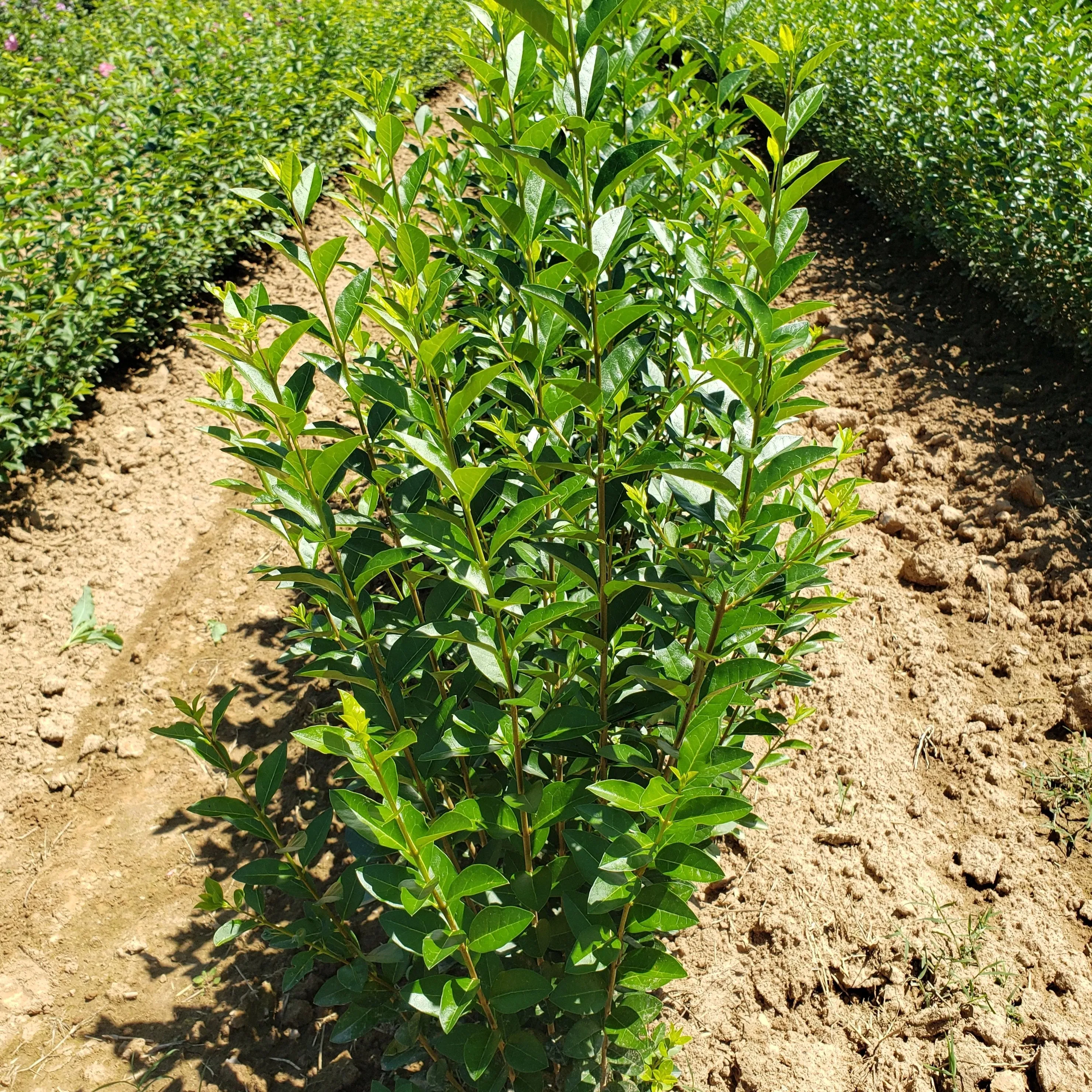 North Privet Hedge