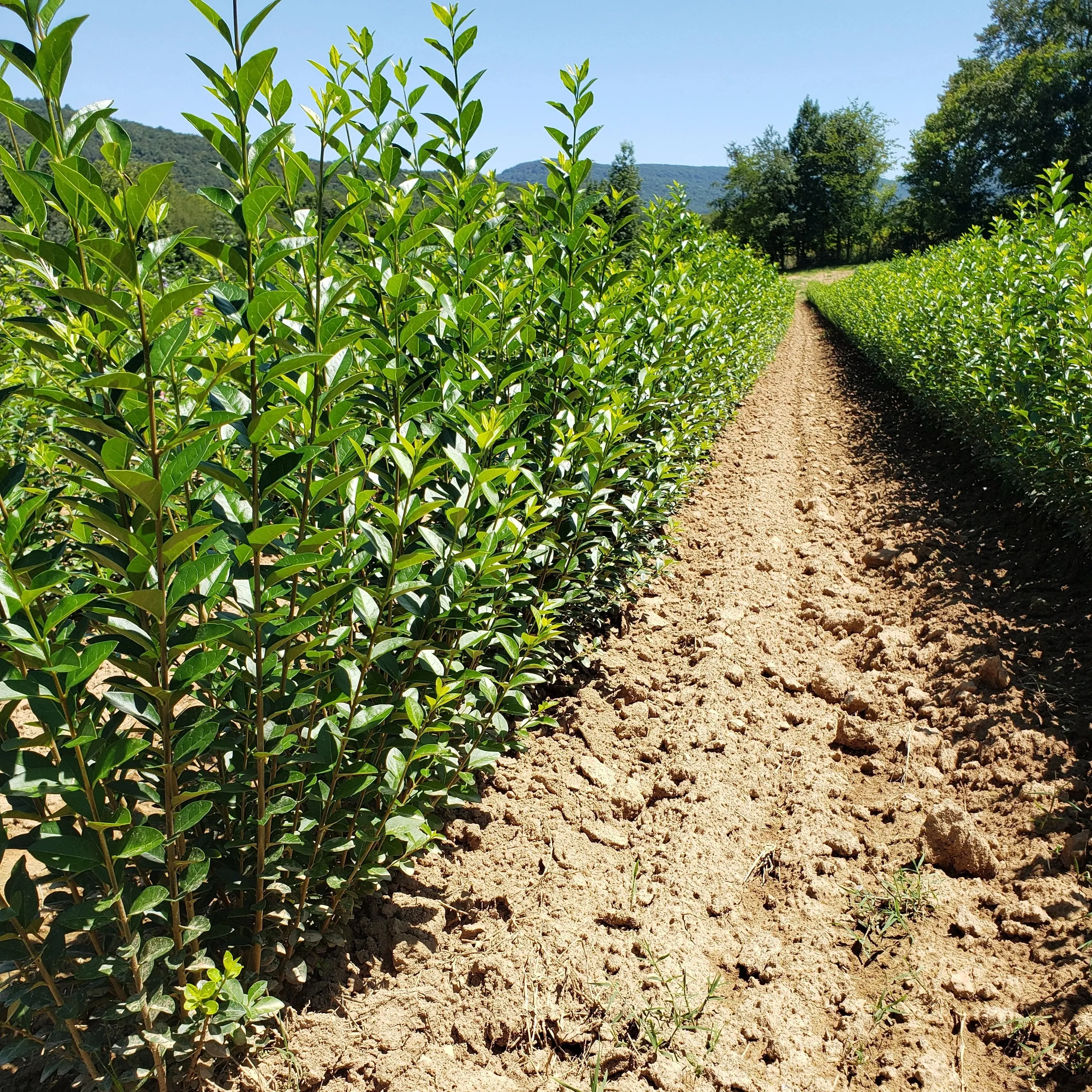 North Privet Hedge