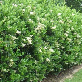 North Privet Hedge