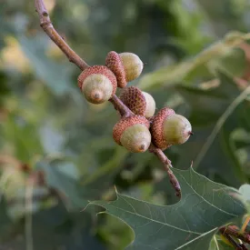 Northern Red Oak Tree