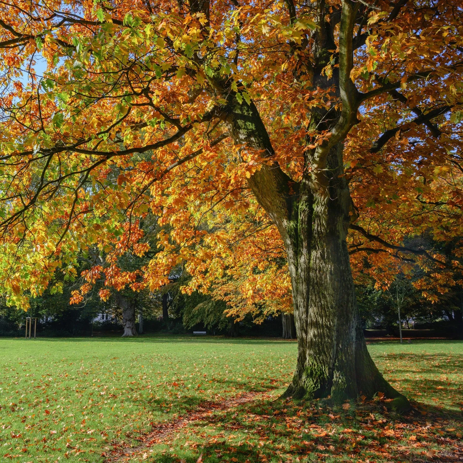 Northern Red Oak Tree