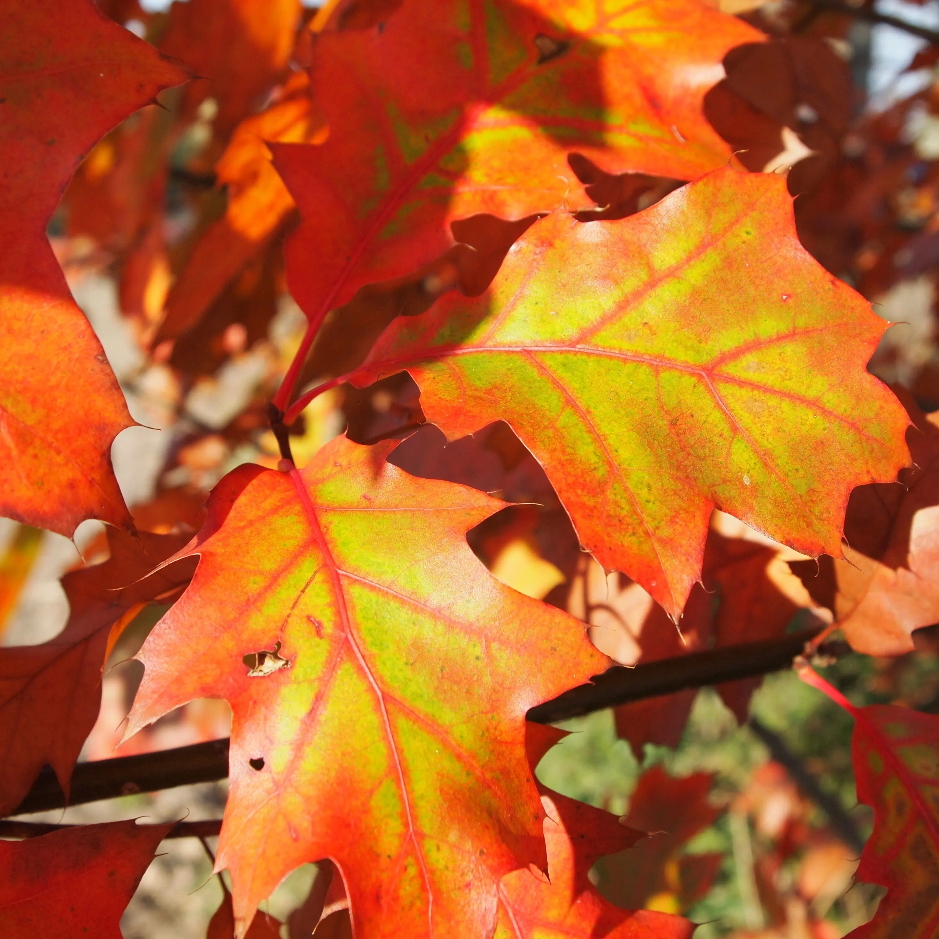 Northern Red Oak Tree