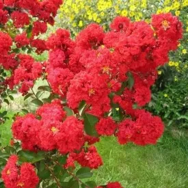 Red Crape Myrtle Tree