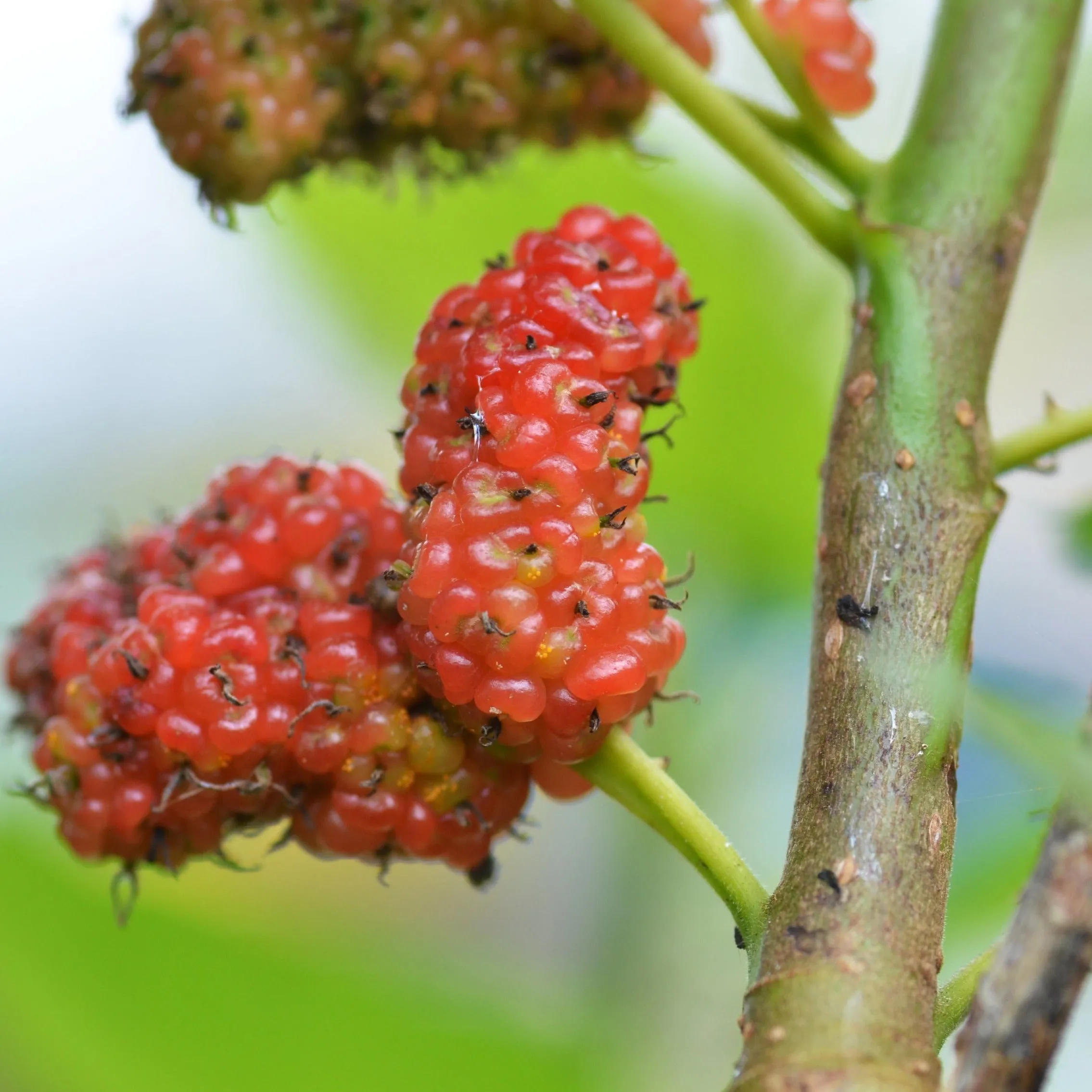 Red Mulberry Tree