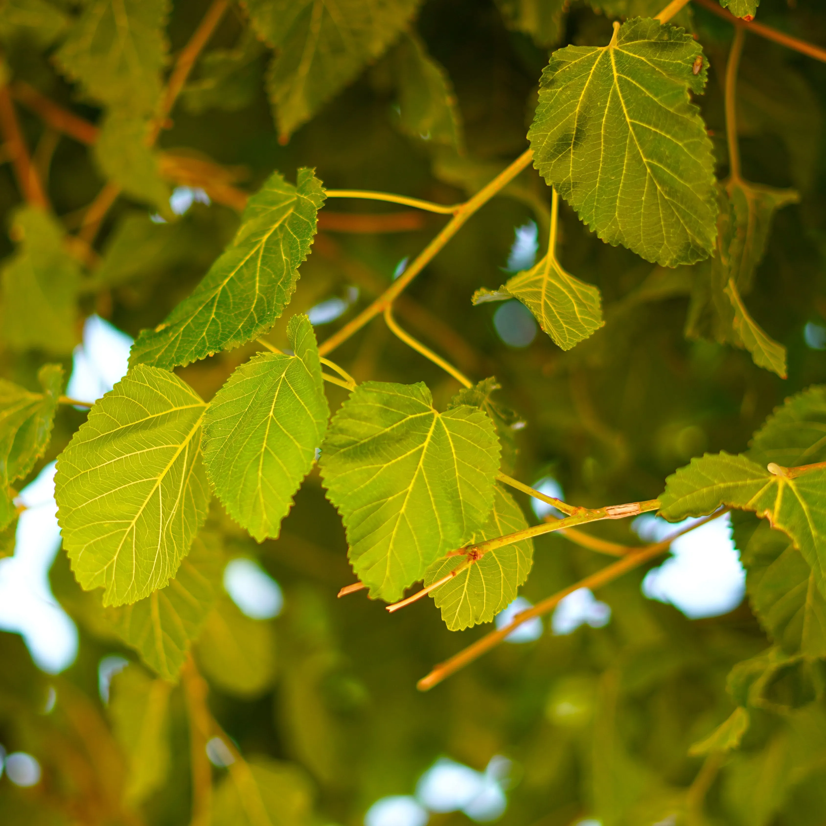 Red Mulberry Tree