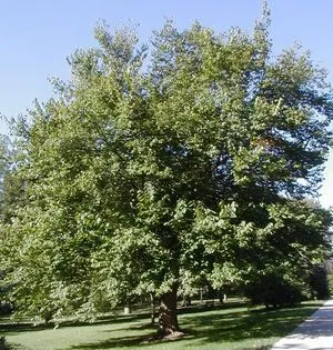 Red Mulberry Tree