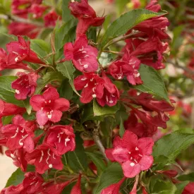 Red Prince Weigela Shrub