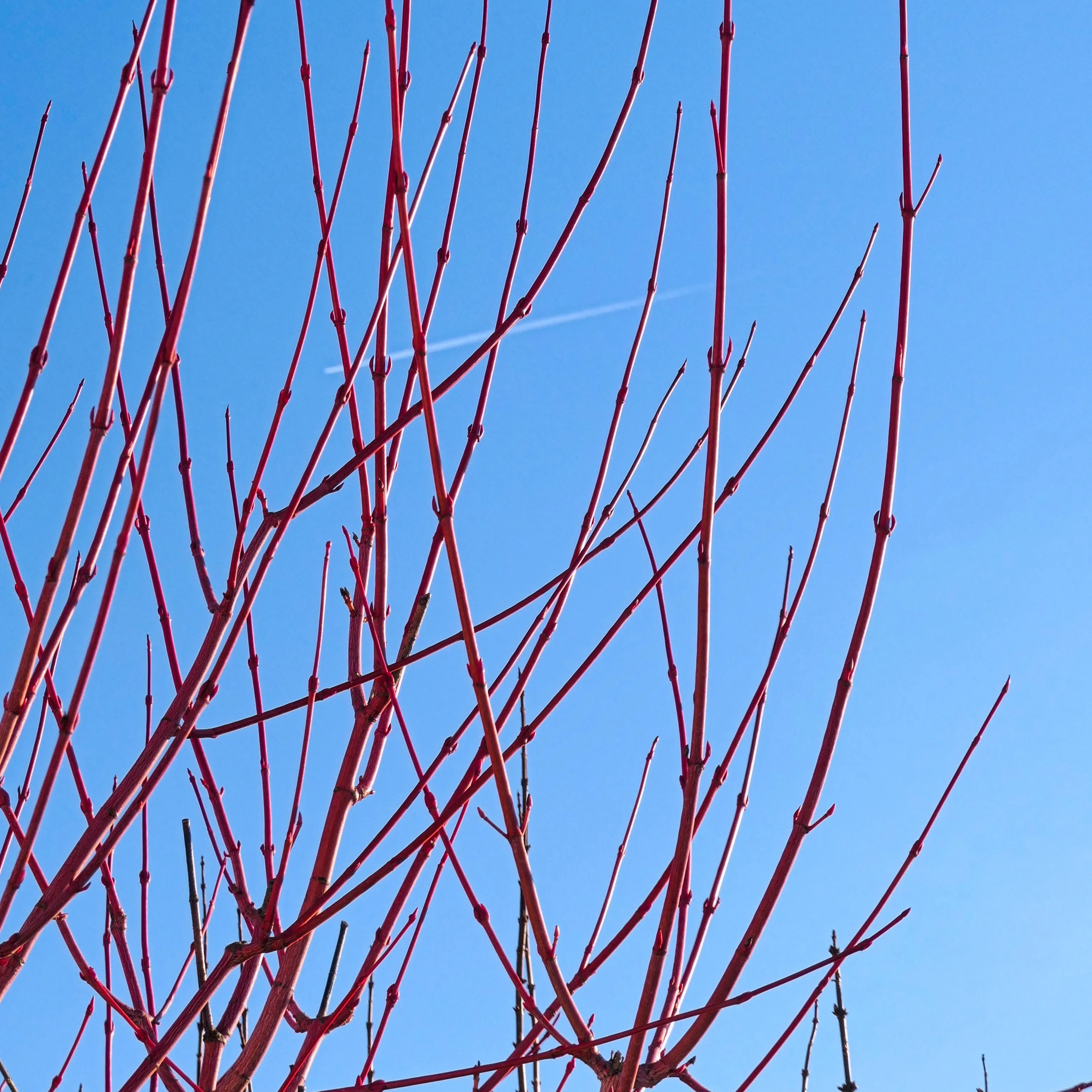 Striped Maple Tree