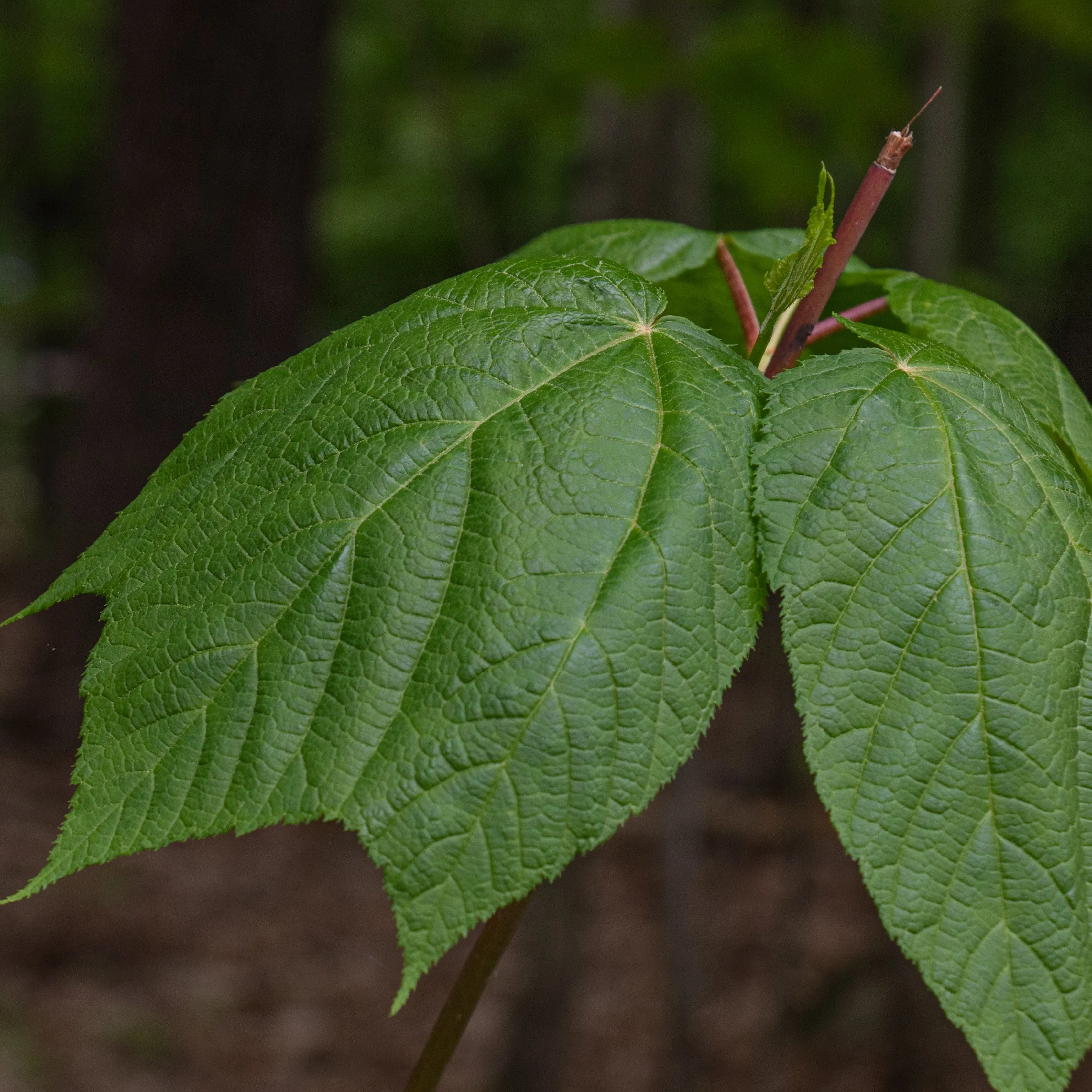 Striped Maple Tree