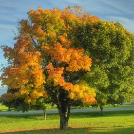 Striped Maple Tree