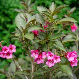 Tango Weigela Shrub