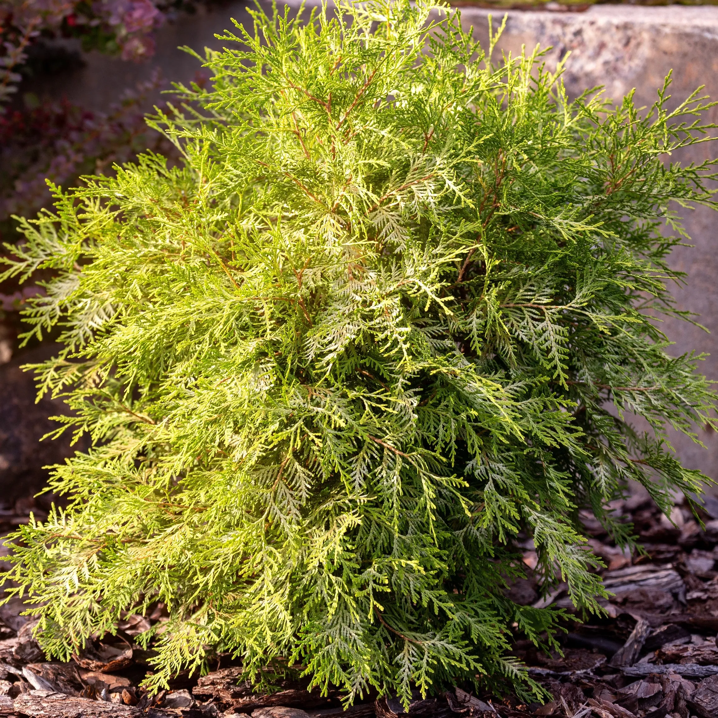 Techny Arborvitae